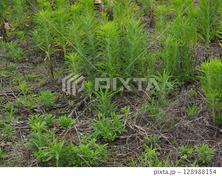 空き地　荒地　雑草　土地　vacant lot 128988154
