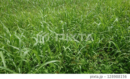 空き地 荒地 雑草 土地 vacant lot 空き地 荒地 雑草 土地 vacant lot 128988156