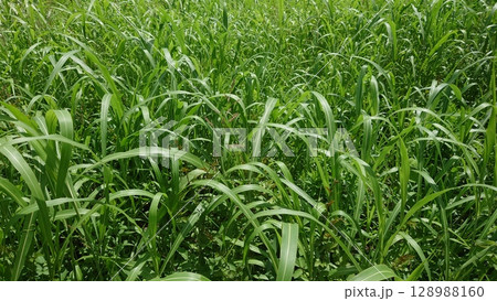 空き地 荒地 雑草 土地 vacant lot 空き地 荒地 雑草 土地 vacant lot 128988160