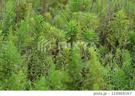 空き地 荒地 雑草 土地 vacant lot 空き地 荒地 雑草 土地 vacant lot 128988167