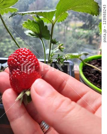 Vibrant Red Strawberry Showcased in Hand from a Lush Indoor Plant by a Window 128988243