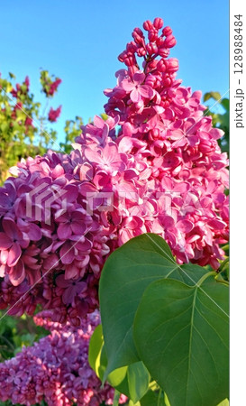 Stunning Pink Lilac Blossoms in Full Bloom Against a Clear Blue Sky with Green Leaves Stunning Pink Lilac Blossoms in Full Bloom Against a Clear Blue Sky with Green Leaves 128988484