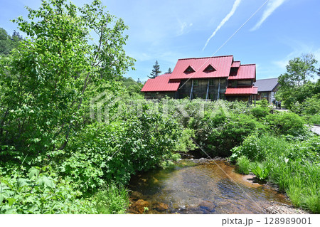夏の栂池自然園／長野県 128989001