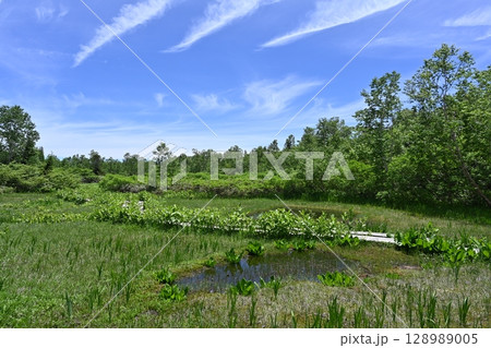 夏の栂池自然園／長野県 128989005
