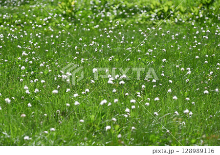 夏の栂池自然園・ワタスゲ／長野県 128989116