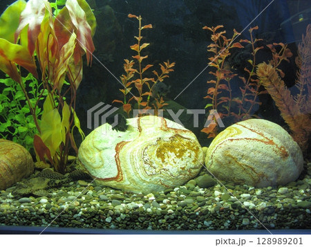 A tranquil aquarium base featuring large patterned rocks, lush aquatic plants, and a gravel floor with a small dark fish swimming 128989201