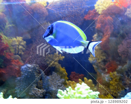 A vibrant tropical fish with blue and yellow hues swimming among colorful corals in a richly decorated aquarium environment 128989202