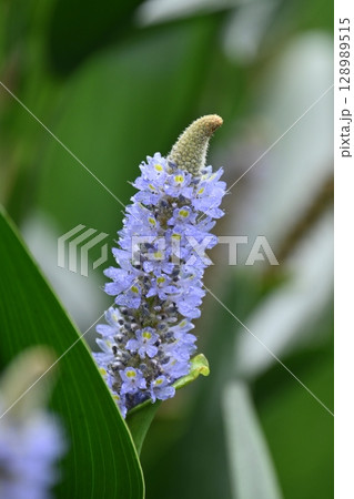 ポンテデリア コルダタ ナガバミズアオイ ピッケルウィード (Pontederia cordata) ポンテデリア コルダタ ナガバミズアオイ ピッケルウィード (Pontederia cordata) 128989515