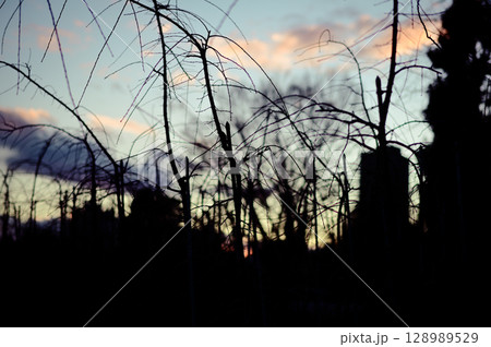 夕日のシルエットになる植物　心象風景 128989529