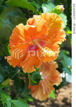 夏イメージ(ハイビスカス) 夏イメージ(ハイビスカス) 128989558