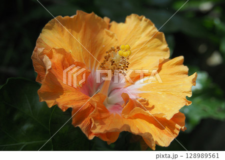 夏イメージ(ハイビスカス) 夏イメージ(ハイビスカス) 128989561
