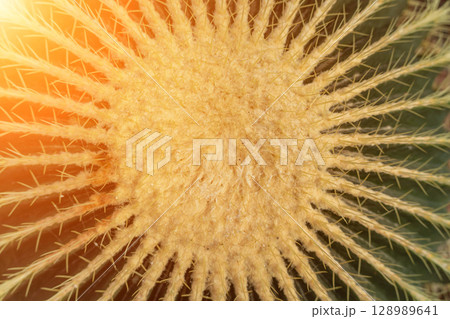 thorn cactus texture background. Golden barrel cactus, golden ball or mother-in-law's cushion Echinocactus grusonii is a species of barrel cactus which is endemic to east-central Mexico 128989641