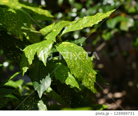 アオキ(フイリアオキ:Aucuba japonica) アオキ(フイリアオキ:Aucuba japonica) 128989731