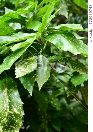 アオキ（フイリアオキ：Aucuba japonica） 128989748