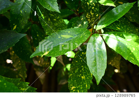 アオキ（フイリアオキ：Aucuba japonica） 128989765