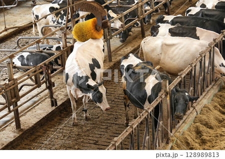 A spotted cow on a farm scratches its skin with a brush 128989813