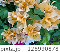 beautiful flowers in the garden 128990878