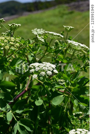 ボウフウ ボタンボウフウ(Peucedanum japonicum) ボウフウ ボタンボウフウ(Peucedanum japonicum) 128991949