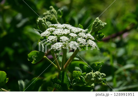 ボウフウ　ボタンボウフウ（Peucedanum japonicum） 128991951