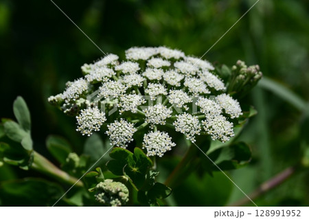 ボウフウ　ボタンボウフウ（Peucedanum japonicum） 128991952