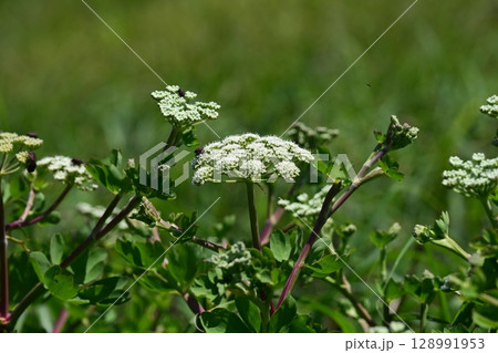 ボウフウ ボタンボウフウ(Peucedanum japonicum) ボウフウ ボタンボウフウ(Peucedanum japonicum) 128991953