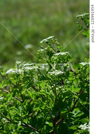 ボウフウ ボタンボウフウ(Peucedanum japonicum) ボウフウ ボタンボウフウ(Peucedanum japonicum) 128991954
