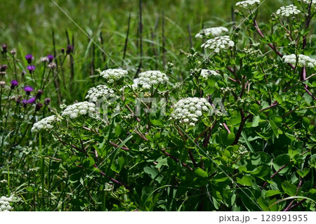 ボウフウ　ボタンボウフウ（Peucedanum japonicum） 128991955
