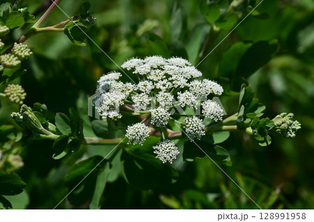 ボウフウ ボタンボウフウ(Peucedanum japonicum) ボウフウ ボタンボウフウ(Peucedanum japonicum) 128991958