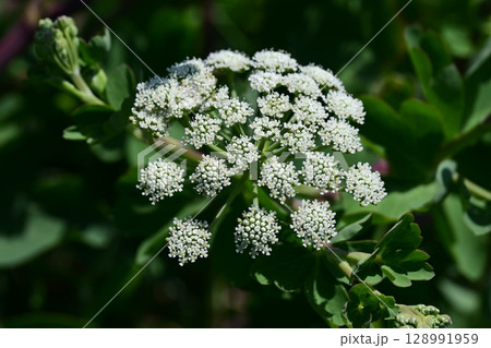 ボウフウ　ボタンボウフウ（Peucedanum japonicum） 128991959
