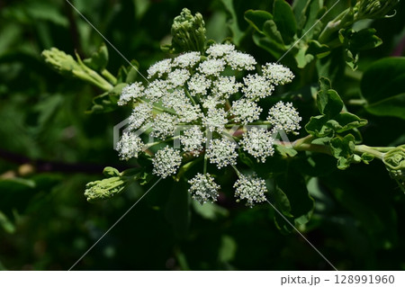 ボウフウ　ボタンボウフウ（Peucedanum japonicum） 128991960