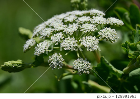 ボウフウ ボタンボウフウ(Peucedanum japonicum) ボウフウ ボタンボウフウ(Peucedanum japonicum) 128991963