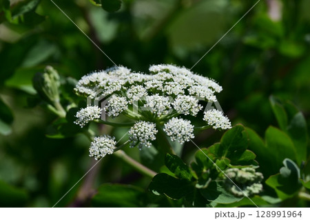 ボウフウ　ボタンボウフウ（Peucedanum japonicum） 128991964
