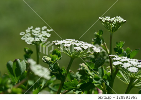 ボウフウ ボタンボウフウ(Peucedanum japonicum) ボウフウ ボタンボウフウ(Peucedanum japonicum) 128991965