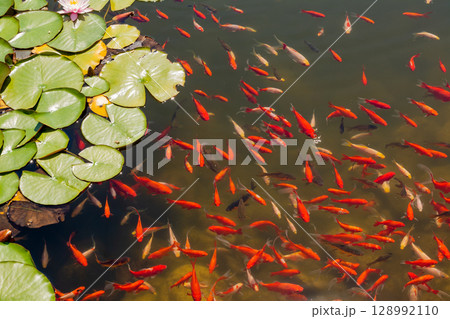Beautiful colorful fish in the pond background Beautiful colorful fish in the pond background 128992110