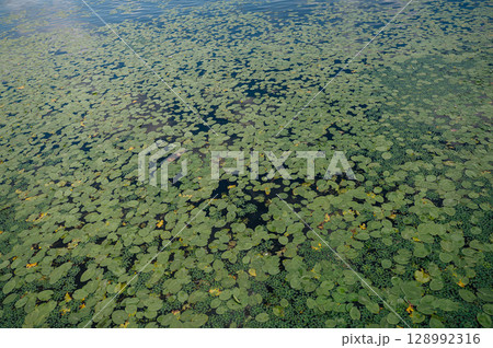 Beautiful yellow Water lily (nuphar lutea) in the clear pound. Underwater shot in the lake. Nature habitat. Beautiful yellow Water lily (nuphar lutea) in the clear pound. Underwater shot in the lake. Nature habitat. 128992316