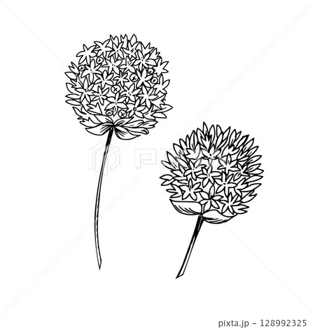 Chives, Garlic flowers vector illustration. Blooming Allium inflorescences isolated on White Background. Hand drawn ink botanical drawing. For product packaging designs. Chives, Garlic flowers vector illustration. Blooming Allium inflorescences isolated on White Background. Hand drawn ink botanical drawing. For product packaging designs. 128992325