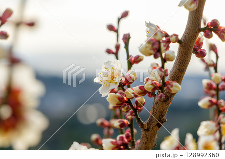 朝日に輝く白梅の花 128992360