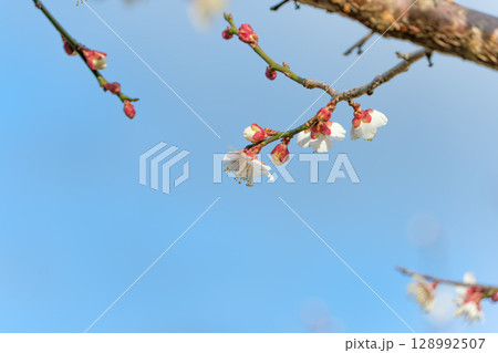 青空の下に咲く早春の白梅 128992507