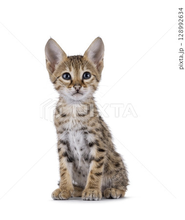 Baby cat on white background 128992634