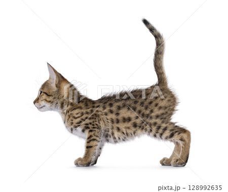 Baby cat on white background 128992635