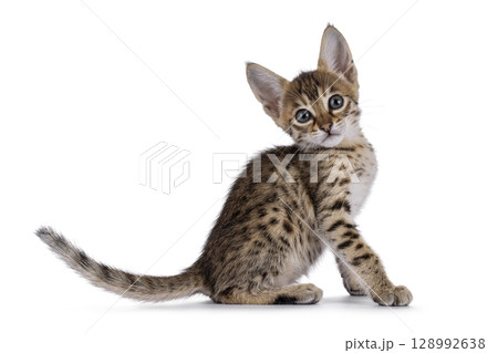 Baby cat on white background 128992638