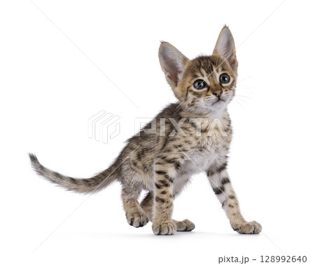 Baby cat on white background Baby cat on white background 128992640