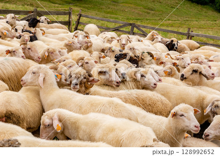 Sheep on the meadow in Jaworki near Szczawnica (Poland). Pieniny mountains. Sheep on the meadow in Jaworki near Szczawnica (Poland). Pieniny mountains. 128992652