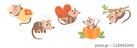 Cute Opossum Animal with Tail in Various Pose Vector Set 128992849