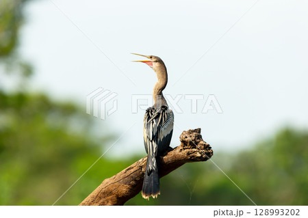 Anhinga perched on tree branch in Pantanal, Brazil 128993202