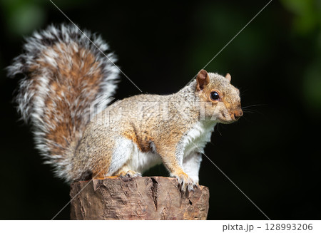 Grey squirrel standing on a tree stump 128993206