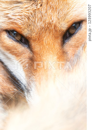 Portrait of a red fox lying curled up with its eyes open and tail wrapped around its face 128993207
