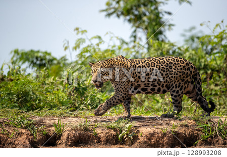 Jaguar walking on a river bank, Pantanal, Brazil Jaguar walking on a river bank, Pantanal, Brazil 128993208