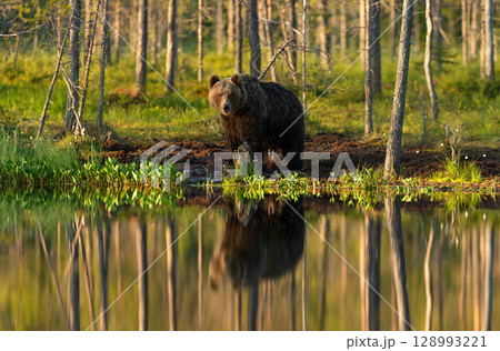 Eurasian brown bear standing near a forest pond, with its full reflection visible in the still water Eurasian brown bear standing near a forest pond, with its full reflection visible in the still water 128993221
