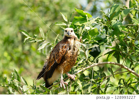Black-collared hawk perched on a tree branch, Pantanal, Brazil 128993227